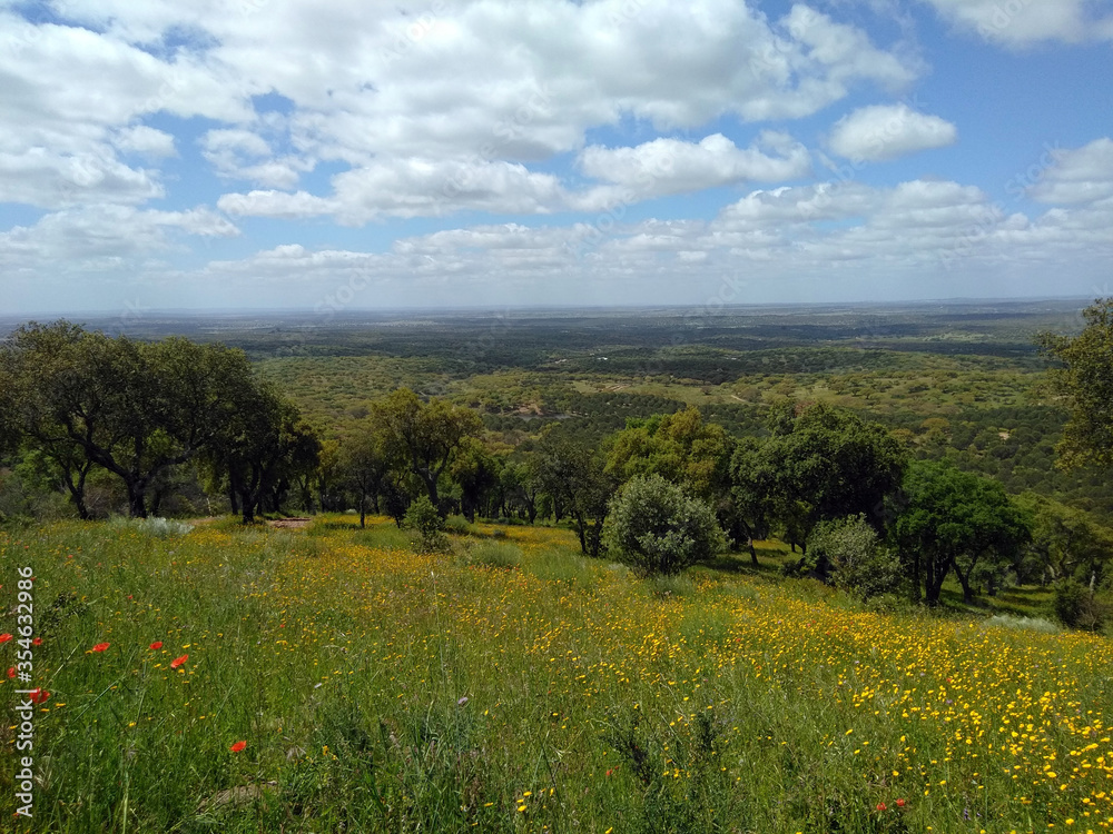 Fototapeta premium field with trees