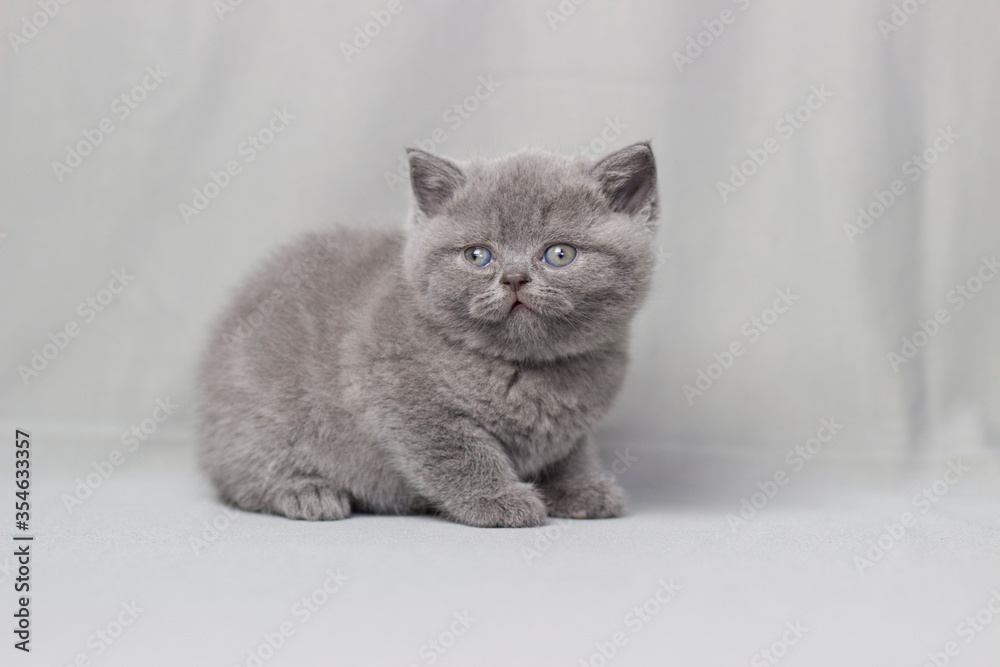 British shorthair kitten posing on a gray background with dandelions
