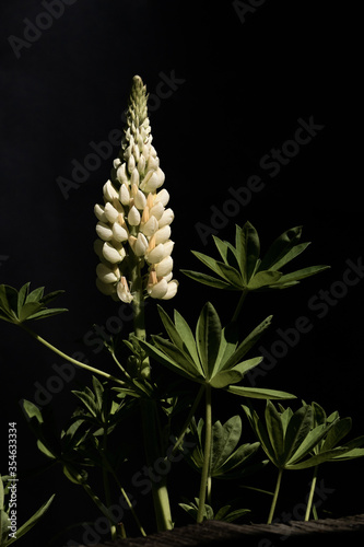 Photos Garden Flower and black Background