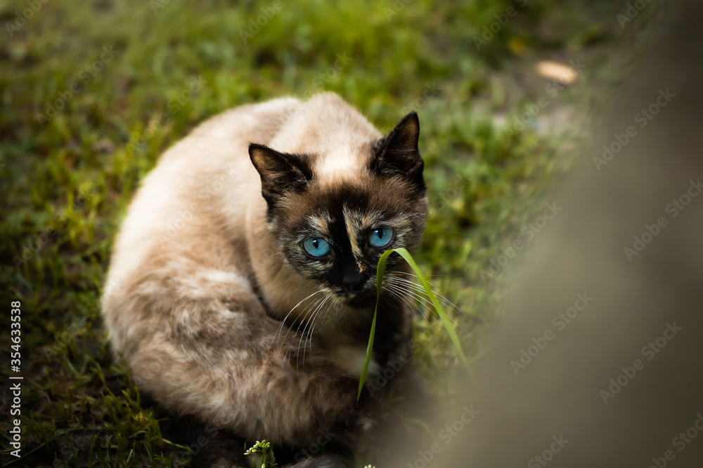 Siamese cat hiding, driven animal in the street