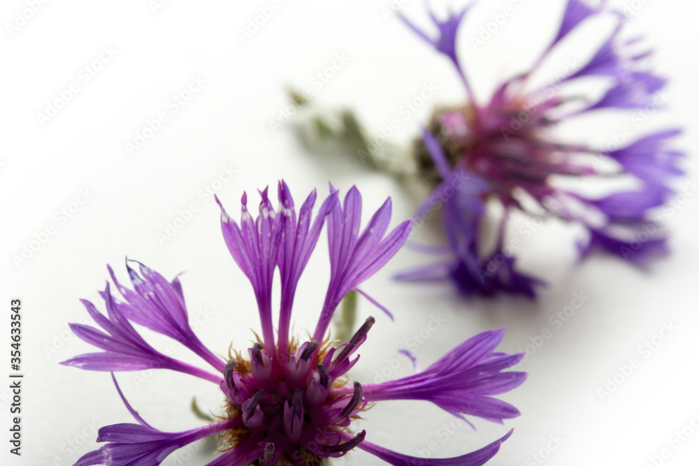 Cyanus segetum - Cornflower. Flower background. Cyanus segetum - Cornflower. Flower background.