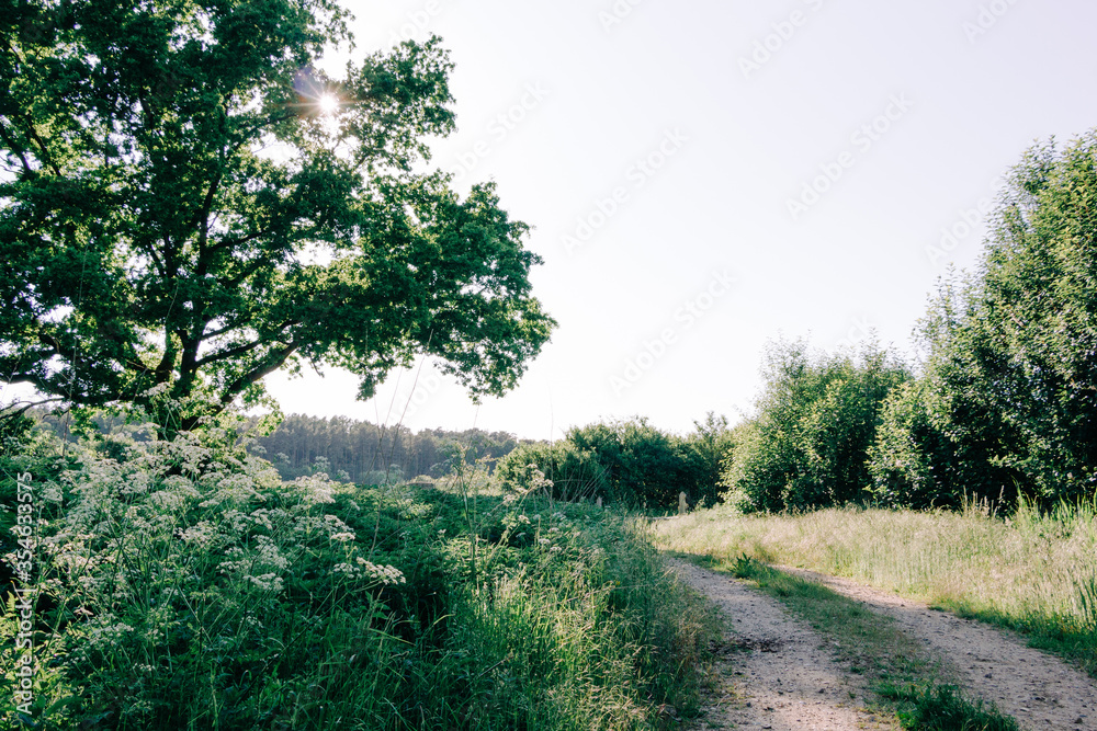 Feldweg im Sommer in Schleswig-Holstein Feldweg im Sommer in Schleswig-Holstein