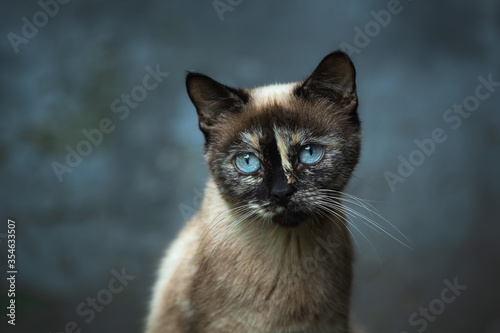 Portrait of a blue-eyed cat on a cold simple background, atmospheric portrait of a stray animal