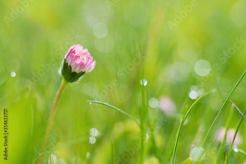 фотографія Morning dew and beautiful daisy in the grass