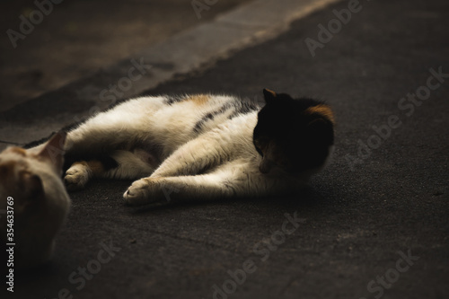 Kitty is played lying on the pavement, atmospheric photo