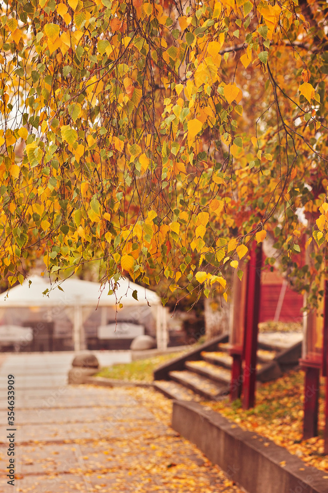 Naklejka premium Yellow leaves tree in autumn, city park.