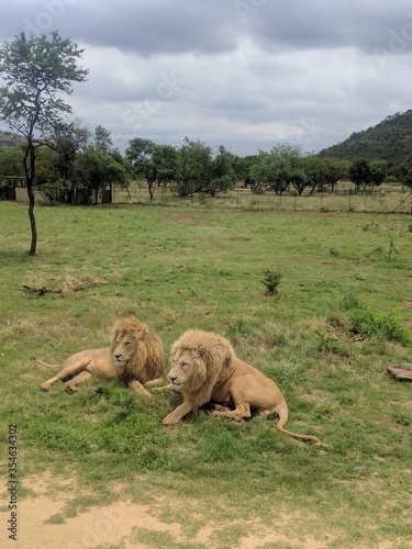 Two lions in the savannah 