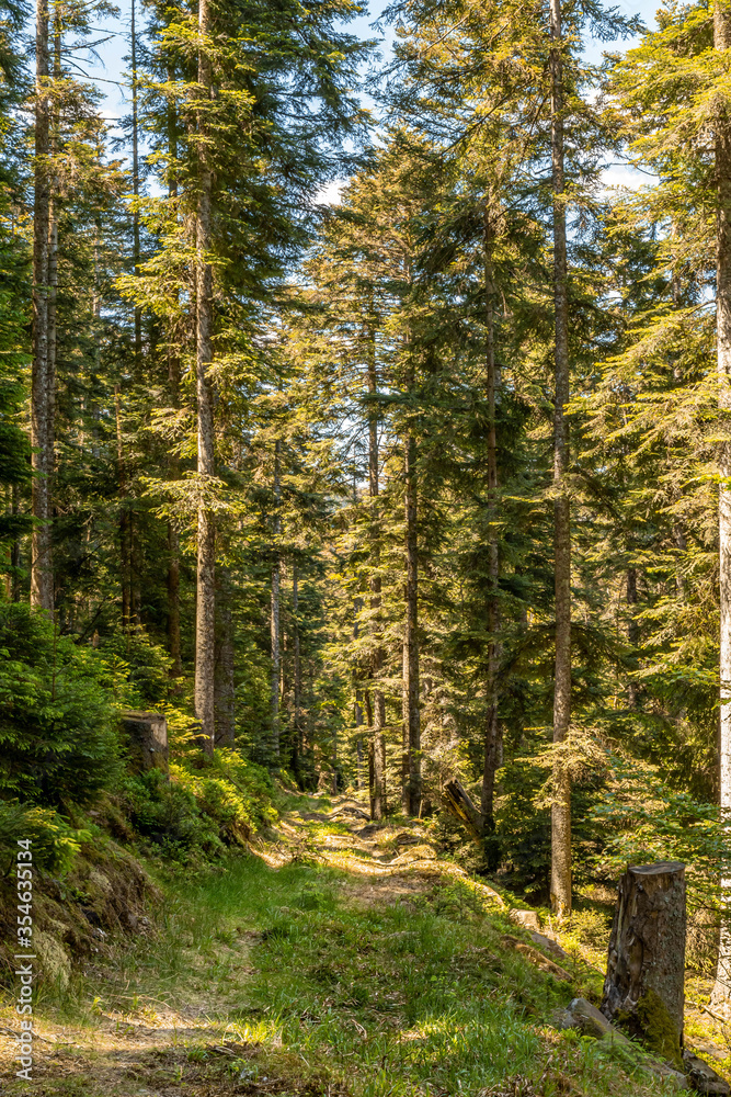 Fototapeta premium Hiking in a national park, panorama