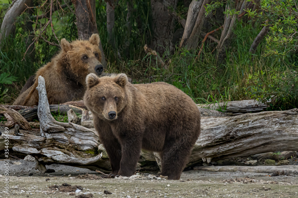 Obraz premium Two young brown bears amusing themselves, Kamchatka peninsula, Russia. 