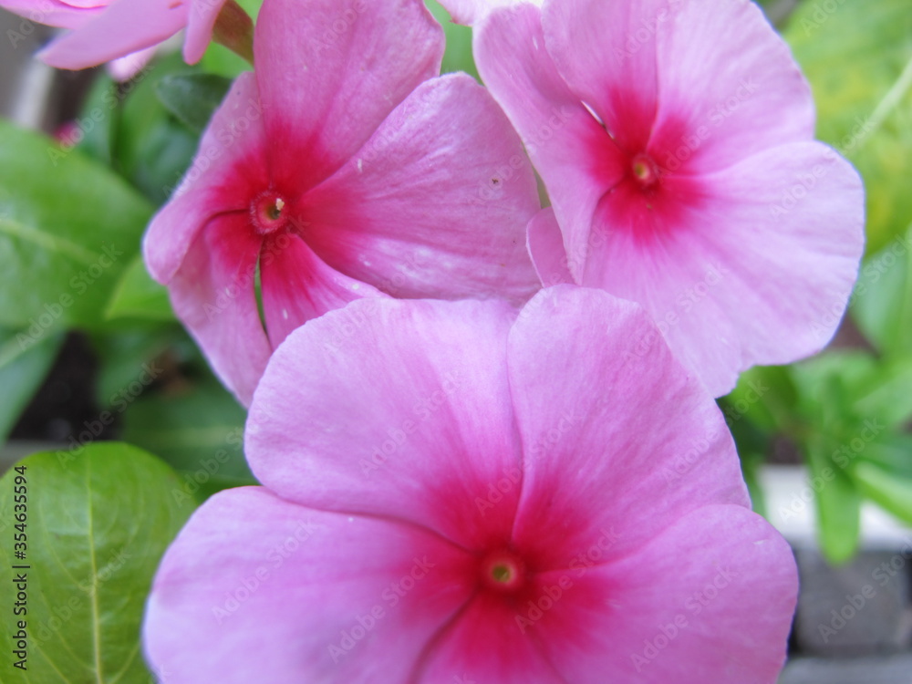 close up of pink flower close up of pink flower