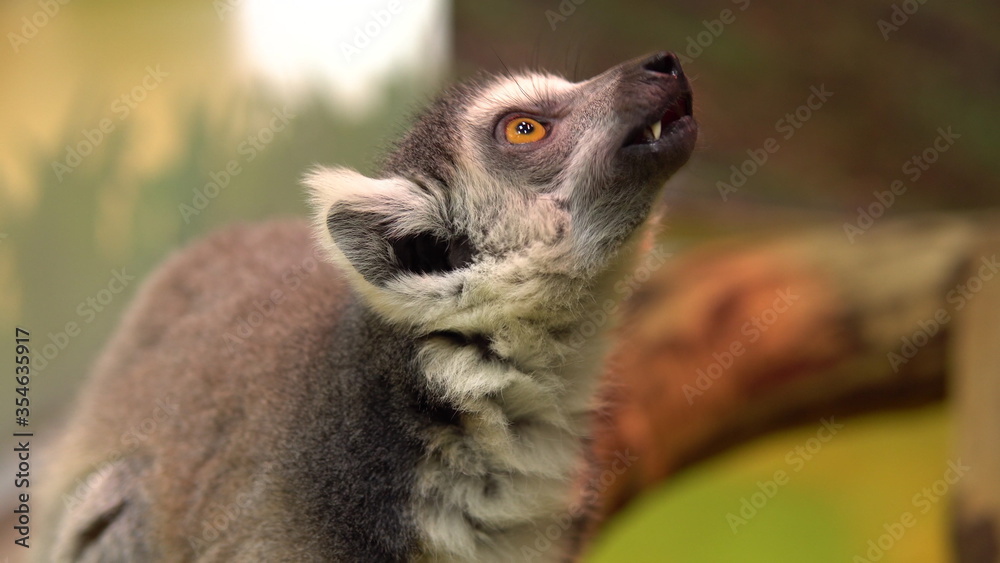 Obraz premium Lemur Ring-tailed Lemur. Lemur tropical animal