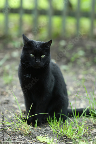 country black cat outdoor closeup photo walking on green grass background