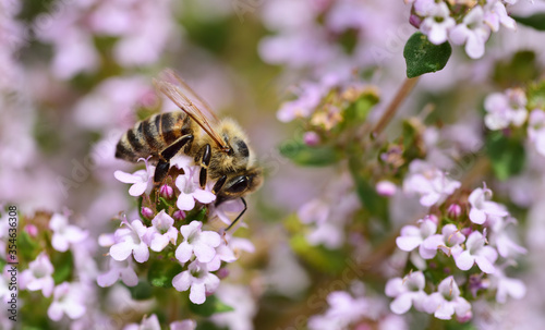 Close-up of a honeybee collecting pollen from a flowering marjoram plant in May