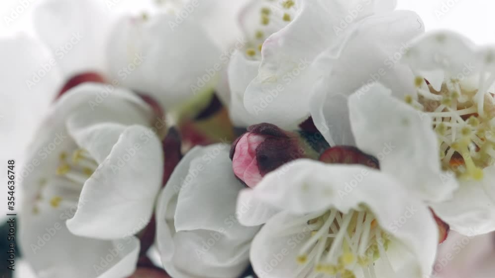 Spring flowers opening. Beautiful Spring Apricot tree blossom open timelapse, extreme close up. Time lapse of Easter fresh pink blossoming apricot closeup. Blooming backdrop on white 4K UHD Spring flowers opening. Beautiful Spring Apricot tree blossom open timelapse, extreme close up. Time lapse of Easter fresh pink blossoming apricot closeup. Blooming backdrop on white 4K UHD