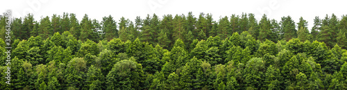 Lush green forest on the horizon is isolated. The edge of a forest with deciduous and coniferous trees, natural background. Wide size