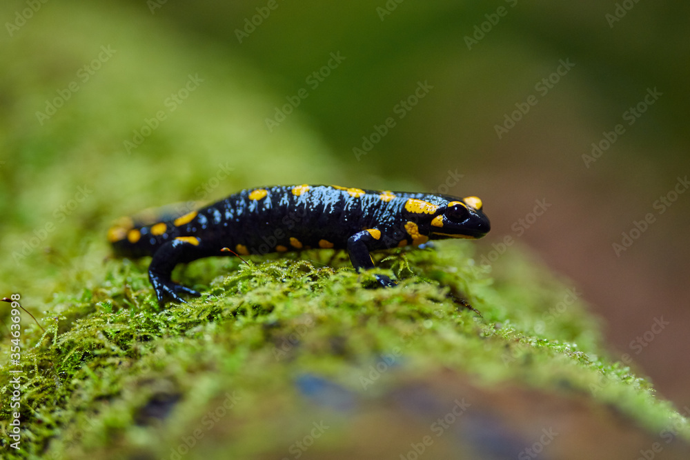 Yellow spotted salamander