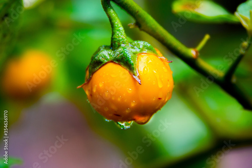 yellow tomato with water drops