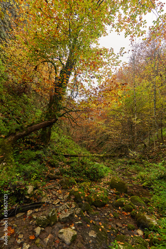 River flowing through colorful forest