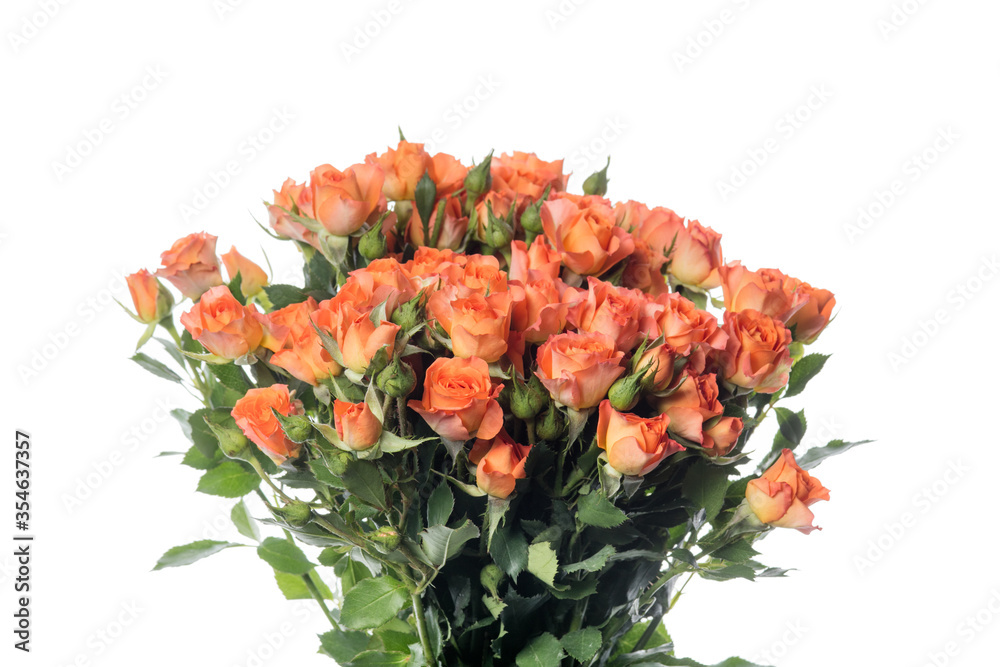 Bright roses good peach. Close up beautiful flower isolated on white studio background. Design elements for cutting. Blooming, spring, summertime, tender leaves and petals. Copyspace. Bright roses good peach. Close up beautiful flower isolated on white studio background. Design elements for cutting. Blooming, spring, summertime, tender leaves and petals. Copyspace.