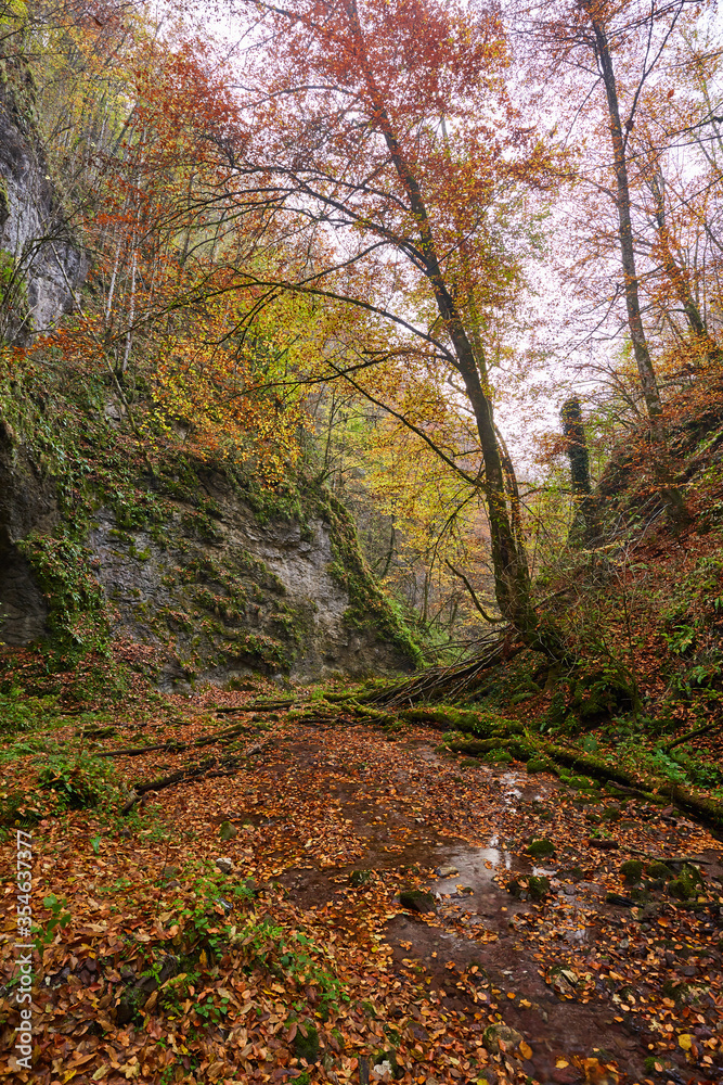 Fototapeta premium River flowing through colorful forest