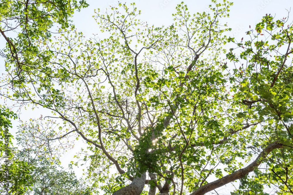 Obraz premium Forest trees. on sky background.