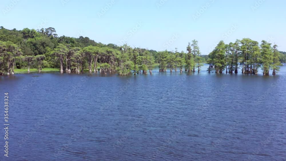 Flying over cypress grove in Florida lake on sunny day, aerial 4k Flying over cypress grove in Florida lake on sunny day, aerial 4k