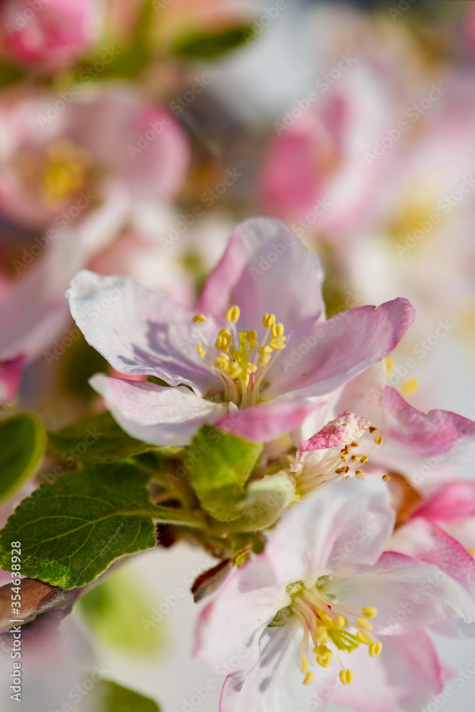 Obraz premium Apple tree flower