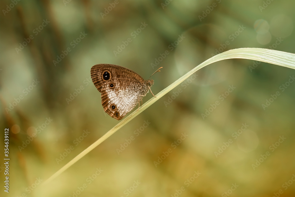 Fototapeta premium butterfly on leaf