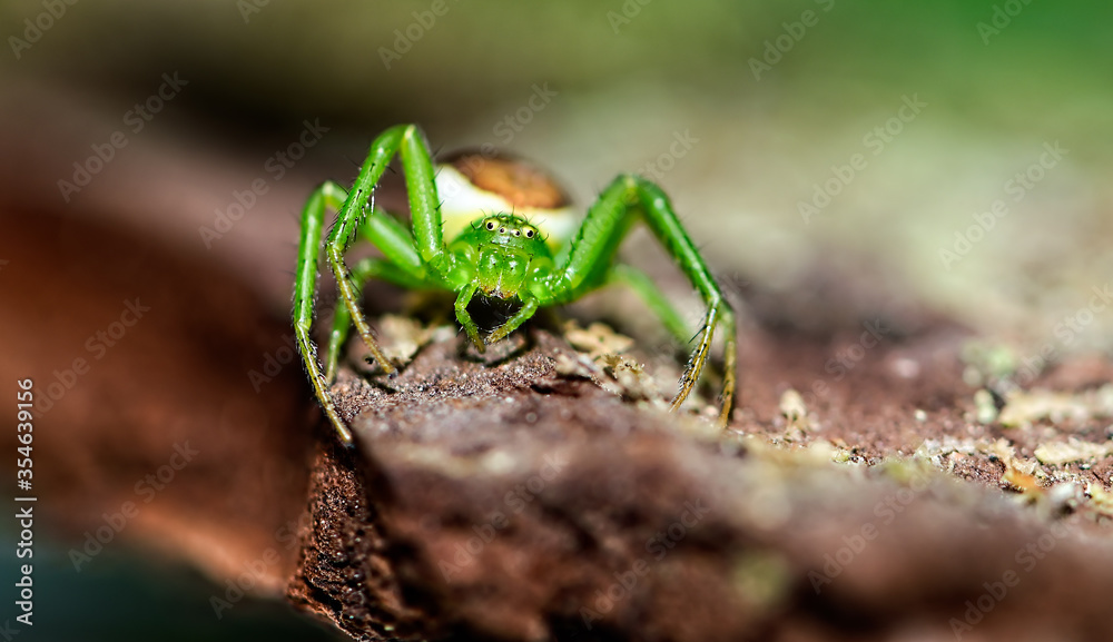 A close-up of the diaea dorsata spider A close-up of the diaea dorsata spider
