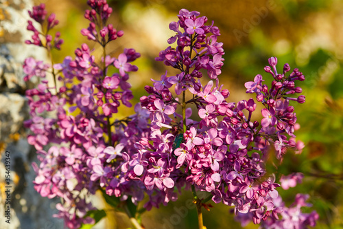 Lilac flower