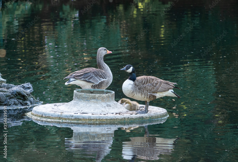 Obraz premium Wild geese male and female sitting with the cubs near a pond in Stave Hill park in south London