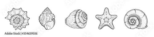 Shell vector set. Seashell sketch illustration. Sea beach vintage icons. Starfish, conch, scallop, clam, snail, nautilus drawing. Marine summer isolated silhouettes. Engraved ocean collection