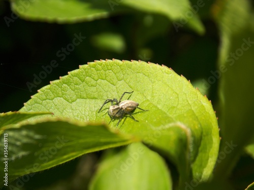 a small spider on a green leaf