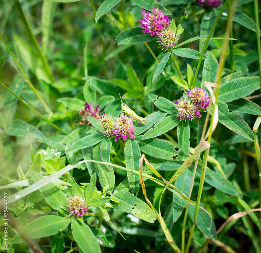 summer green grass field blooming lilac clover summer green grass field blooming lilac clover