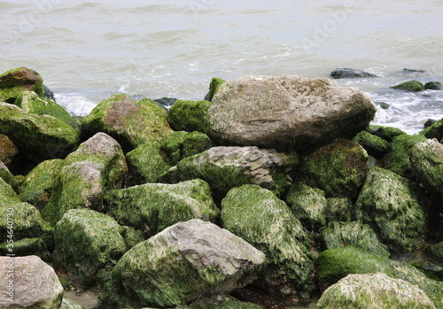 rocks covered with dry green algae during the low tide