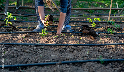 Woman planting tomato seedlings in the garden 