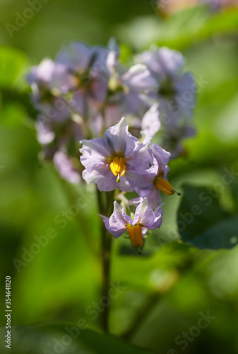 Potato flowers closeup