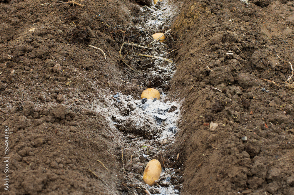 custom made wallpaper toronto digitalThree potatoes in fertilized soil ready for spring planting on a farm plot