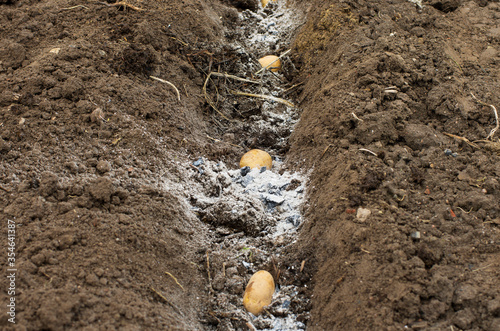 Wallpaper Mural Three potatoes in fertilized soil ready for spring planting on a farm plot Torontodigital.ca