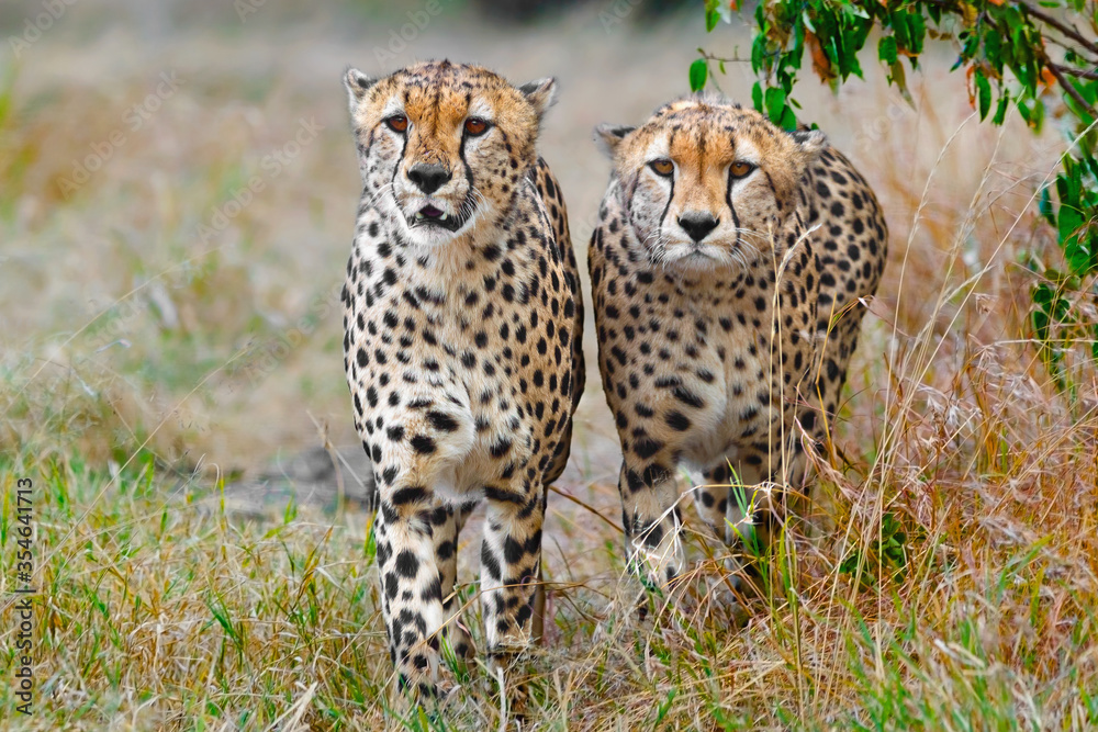 Two Cheetahs Stalking Their Prey Two Cheetahs Stalking Their Prey