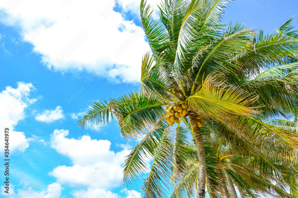 green coconut trees with blue summer sky and sunlight background