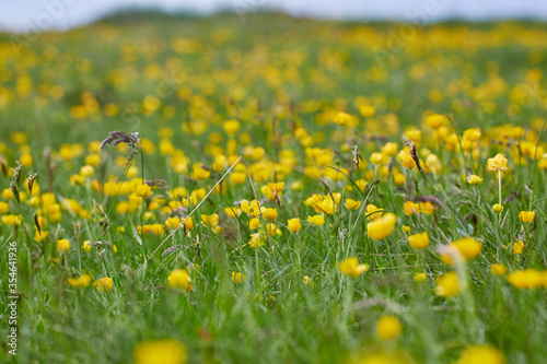 Mountain meadow with celandine flowers