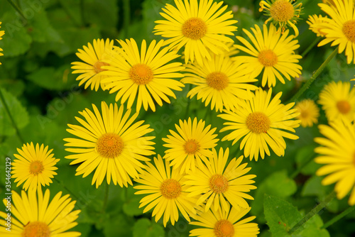 Full frame of yellow daisies on a background of green foliage .