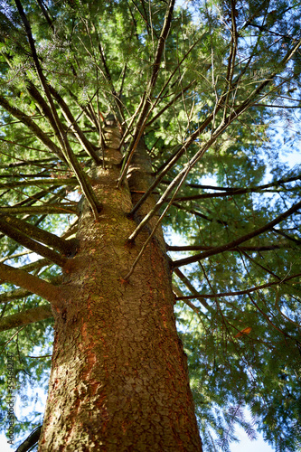 Very old pine tree