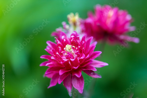 Close up of the columbine 