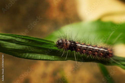 The black slug worm eat on green leaf © jassada watt