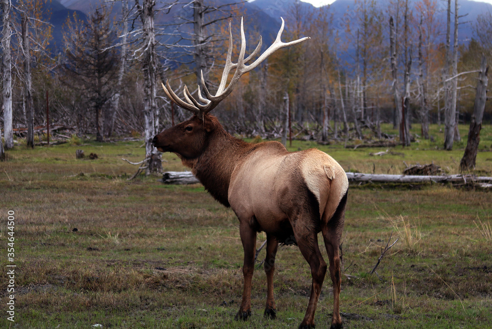 Elk Portage Alaska