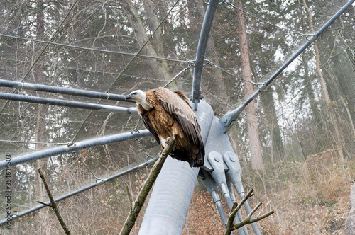 Eurasian griffon photo