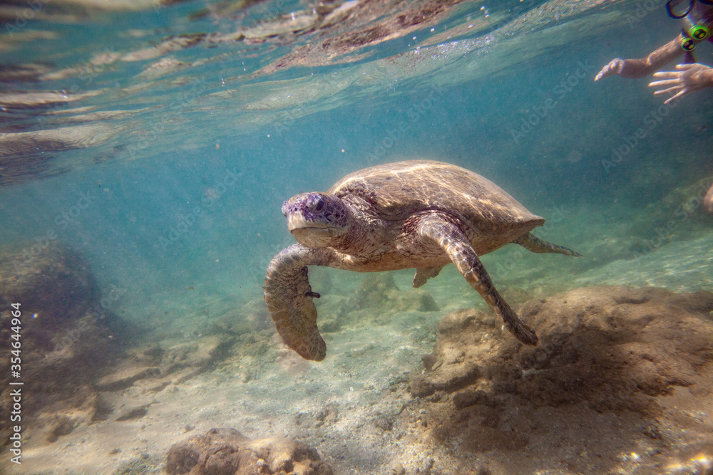 Obraz premium A girl swims with a large turtle in the sea ocean near a coral reef in Sri Lanka.