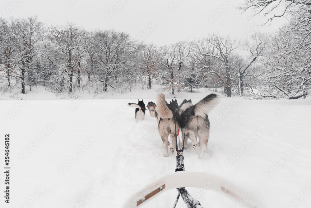 dog sled huskies running